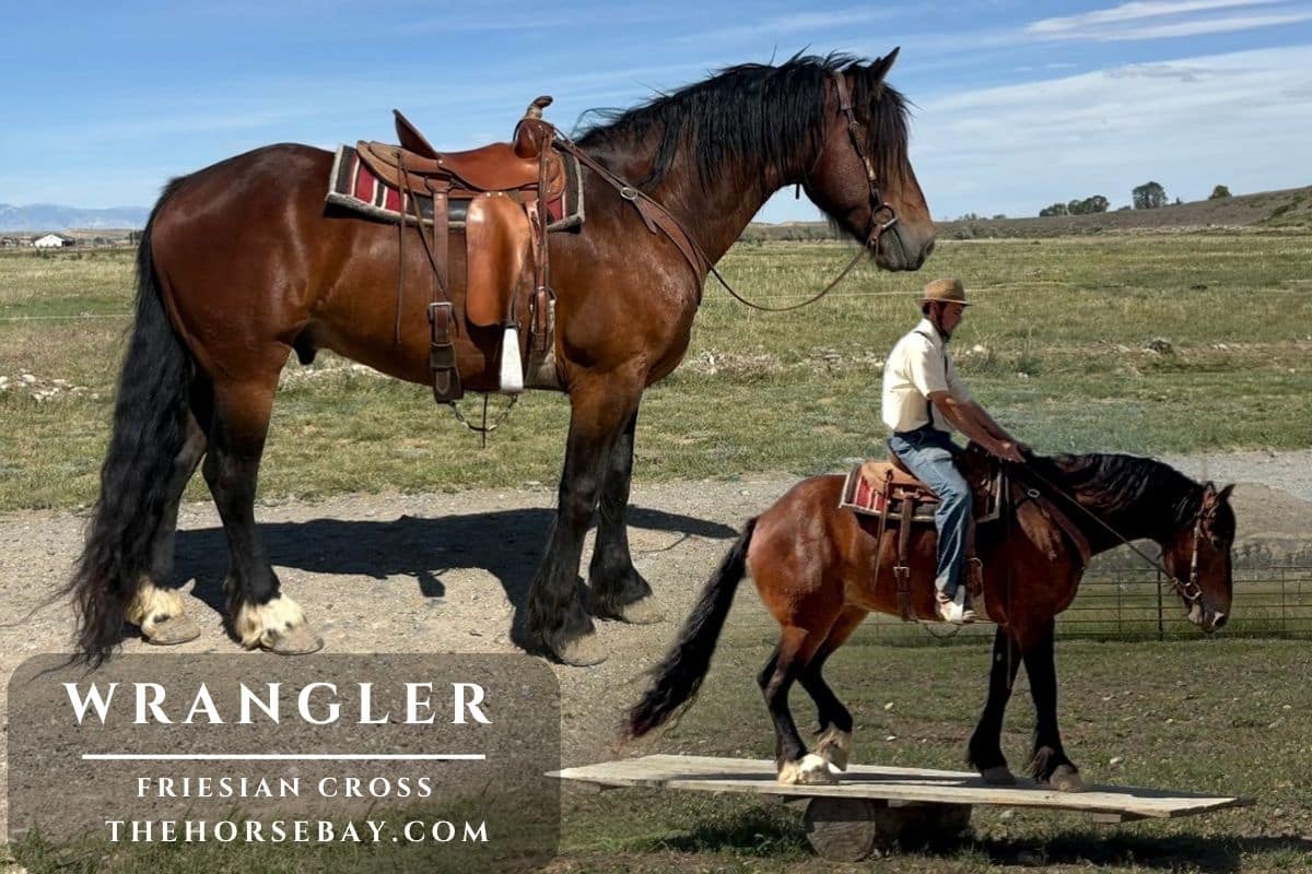 Wrangler