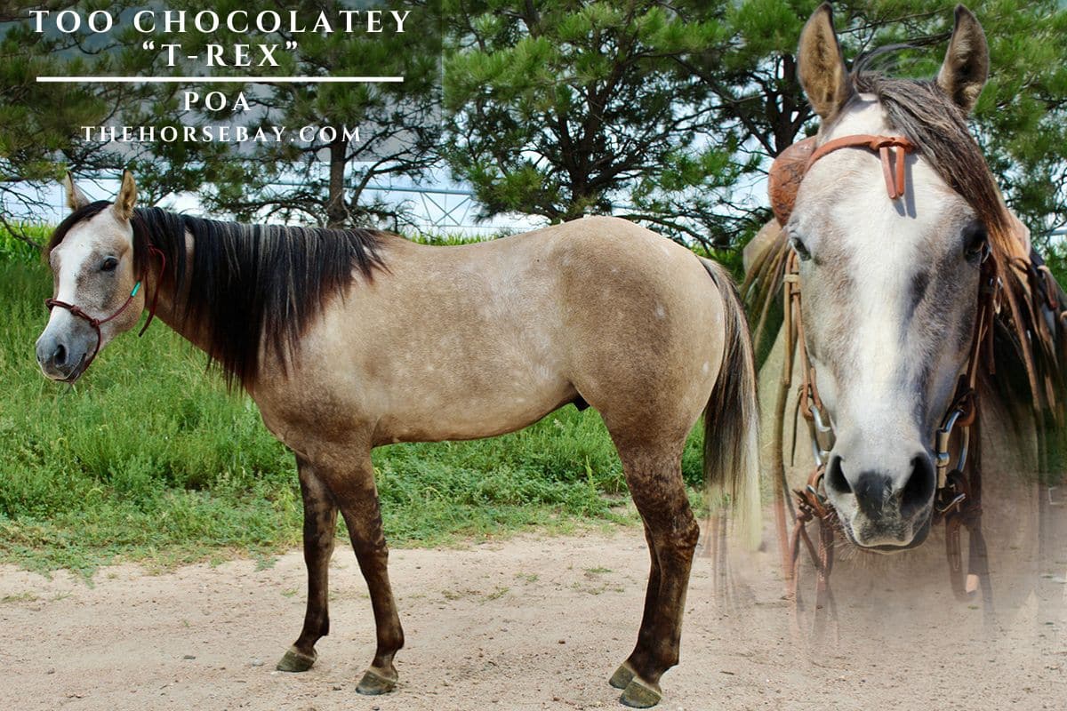Too Chocolatey "T-Rex"