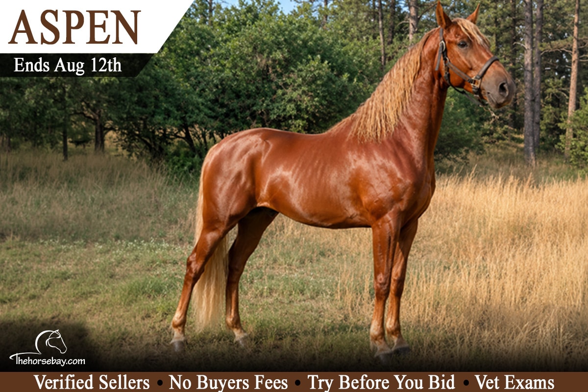 Aspen's Texas Jazz "Aspen"