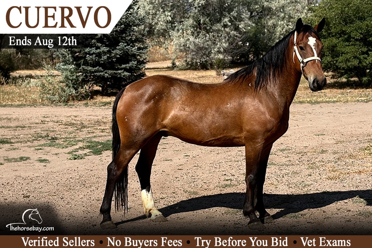 Cuervo