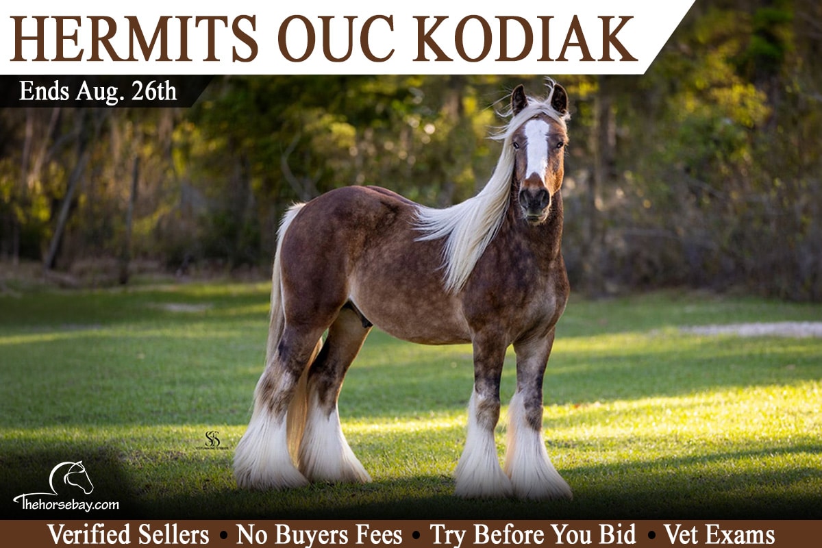 Hermits OUC Kodiak