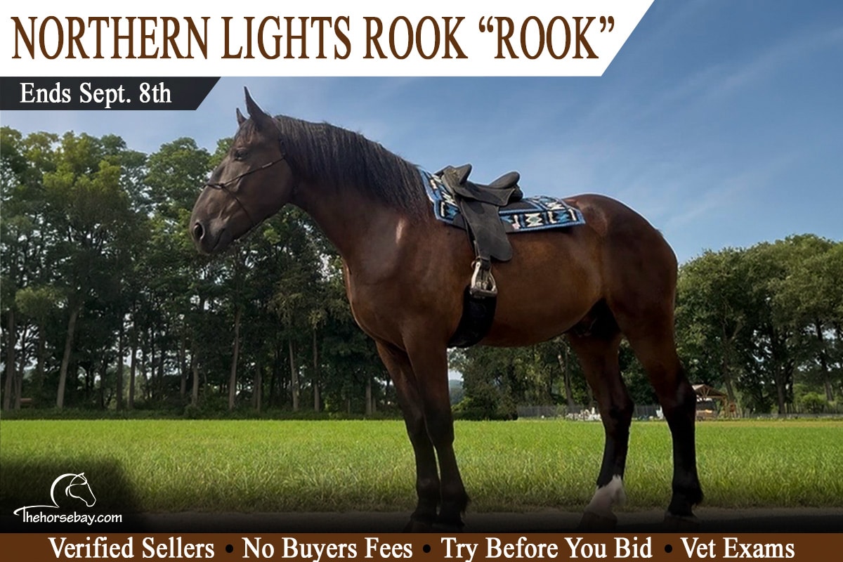 Northern Lights Rook "ROOK"