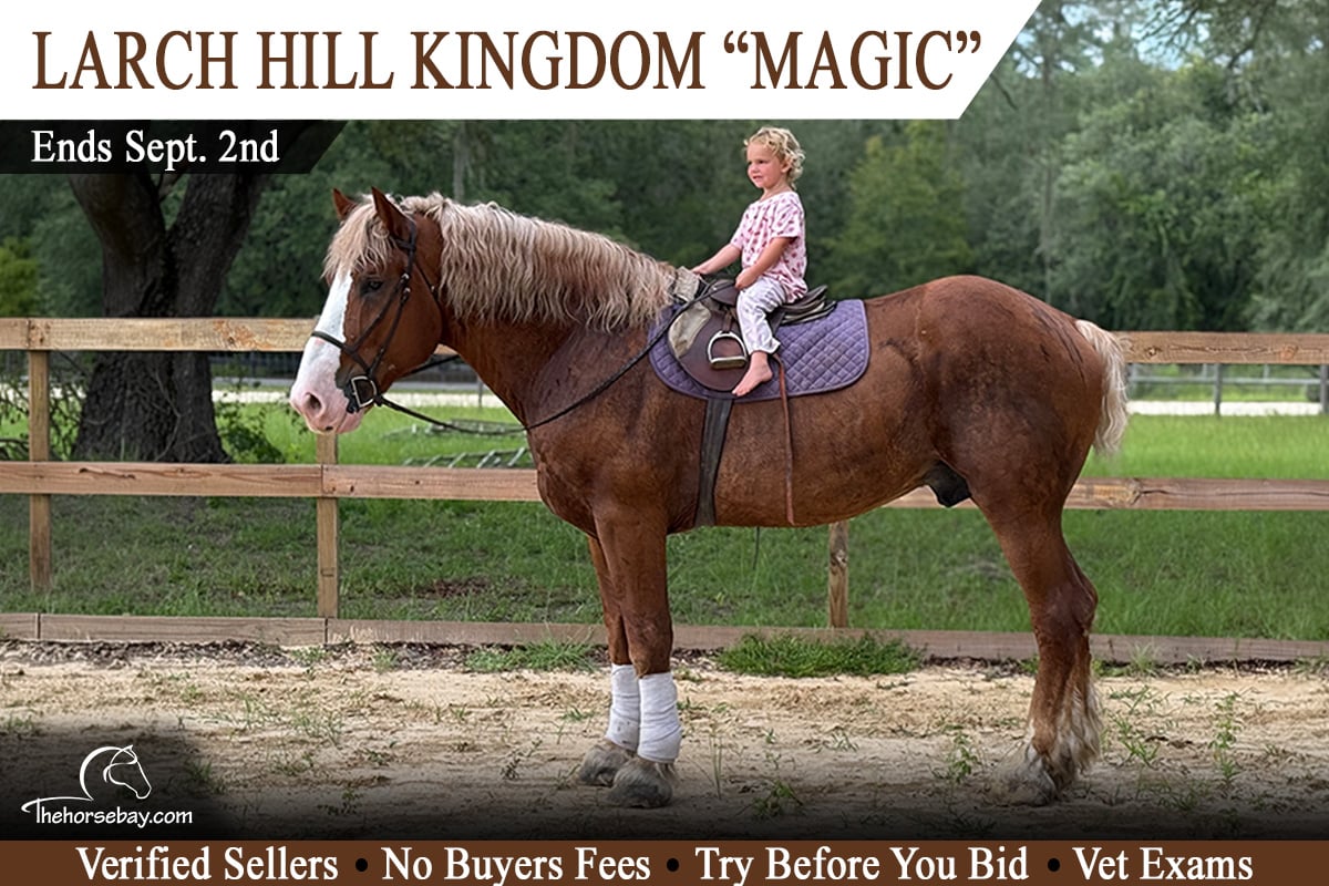 Larch Hill Kingdom "Magic"