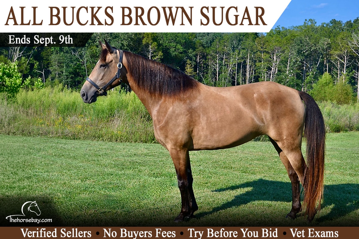 All Bucks Brown Sugar