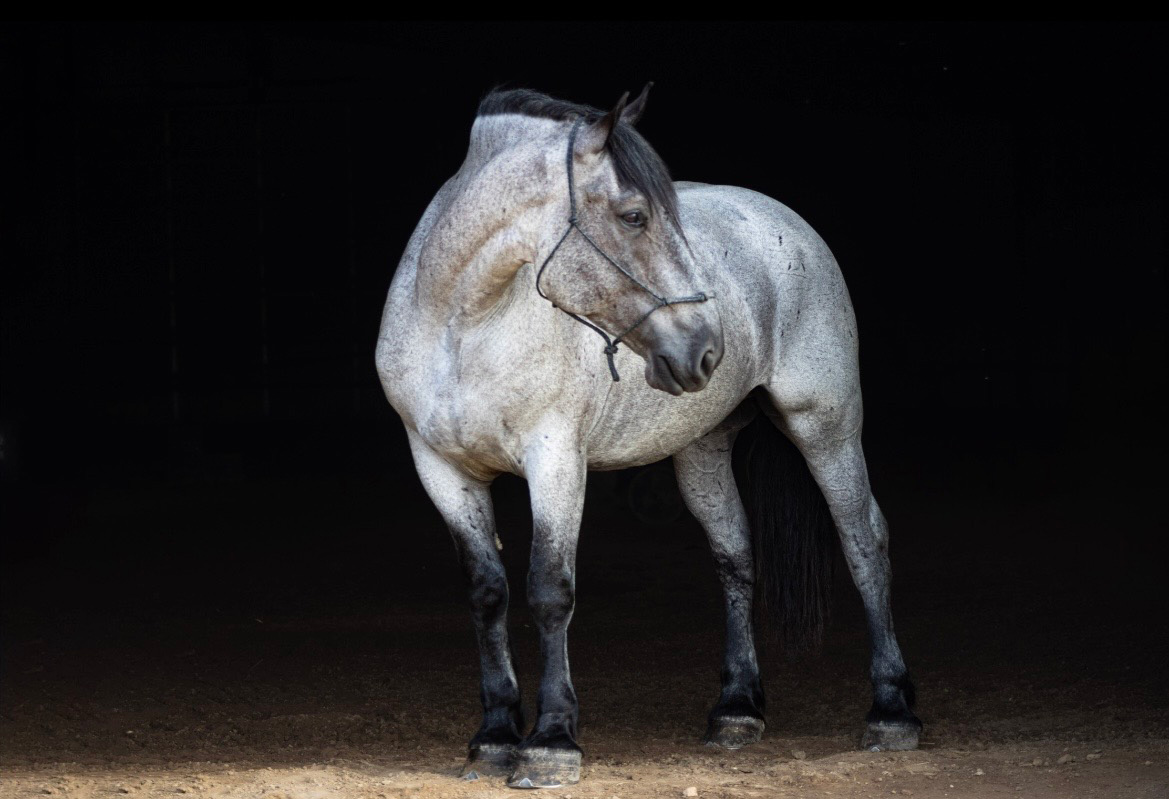 Maximus