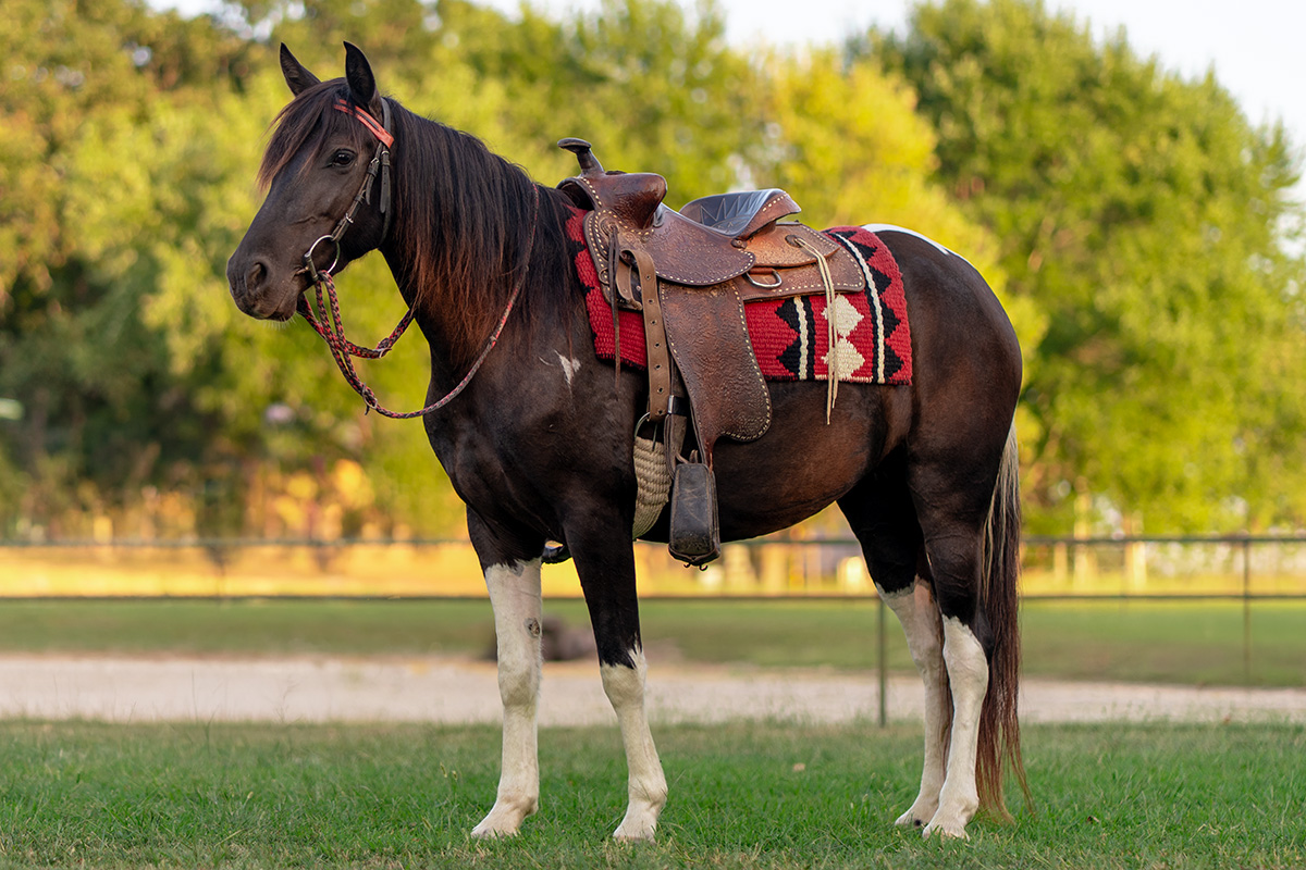 Sweet Cheyenne