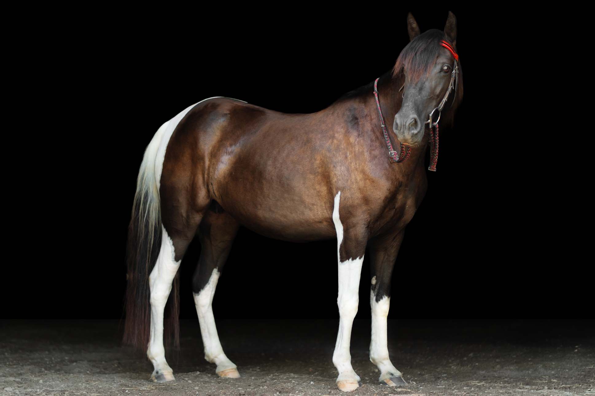 Sweet Cheyenne