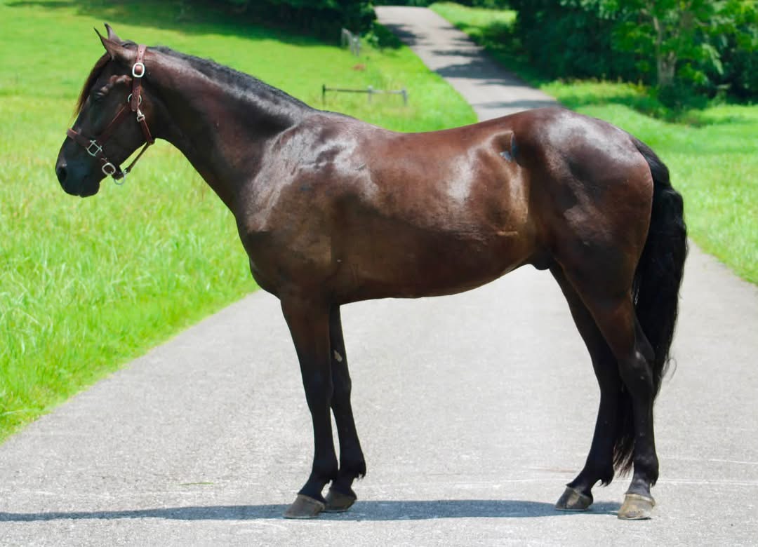 Big Black Sky "Knight"
