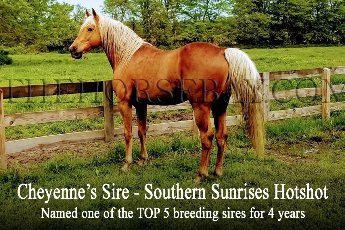 Sweet Cheyenne
