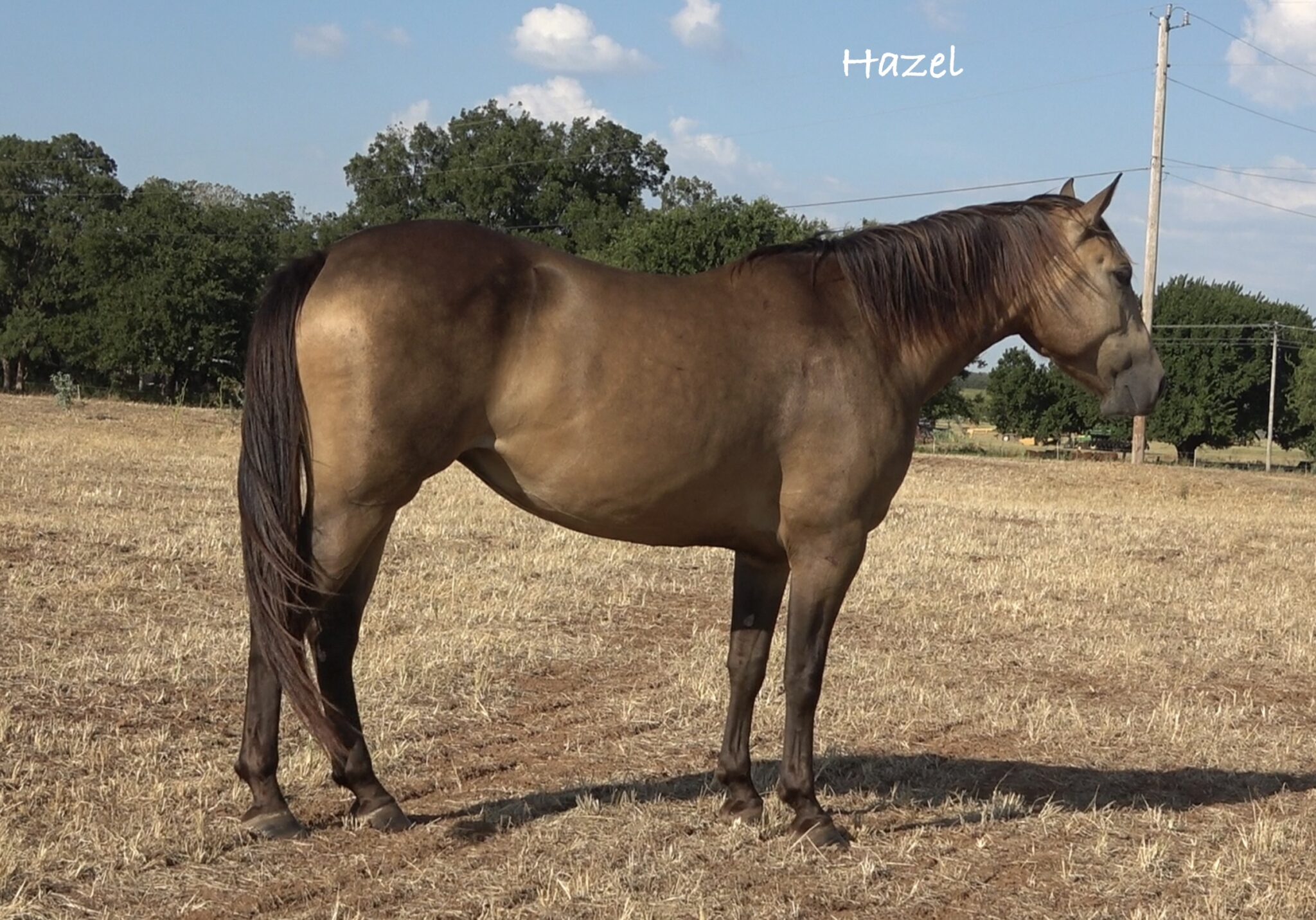 Hazel