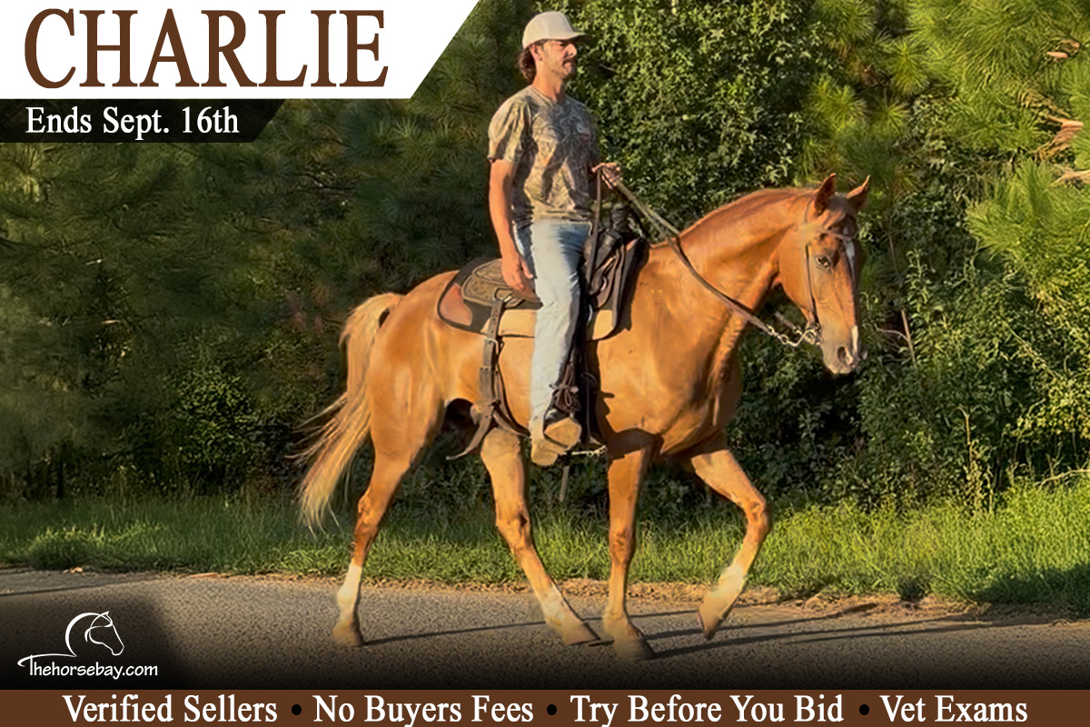 Titlemax.com “Charlie”