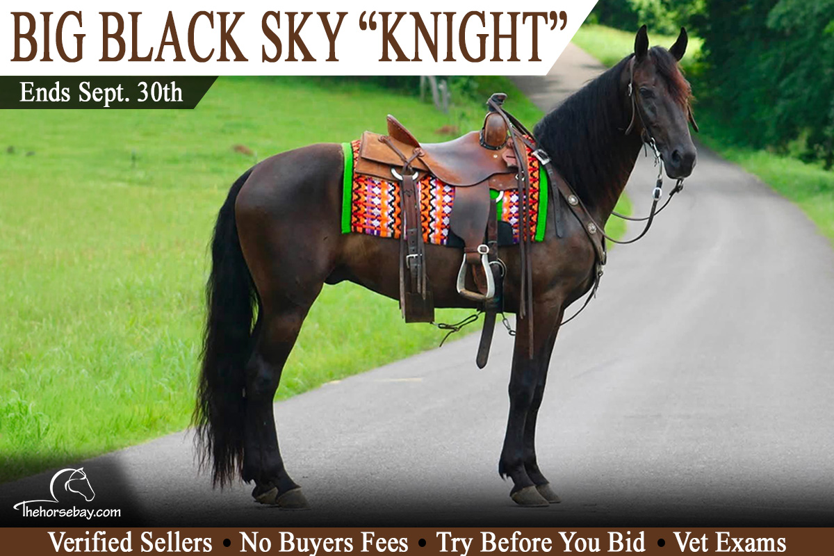 Big Black Sky "Knight"