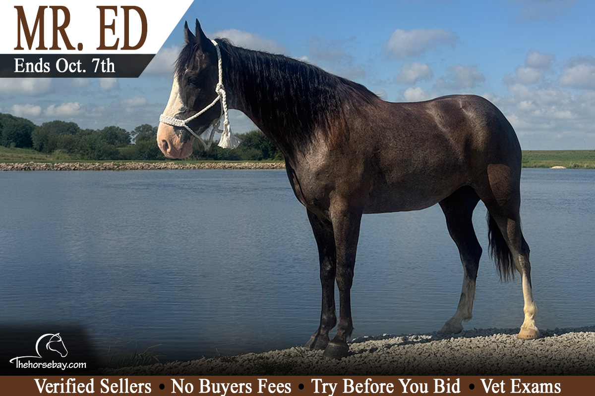 Mr. Ed