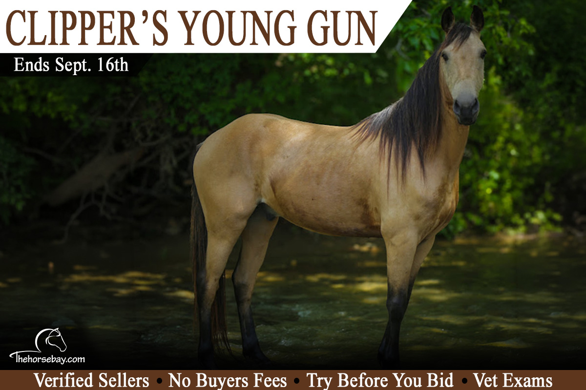 Clipper's Young Gun