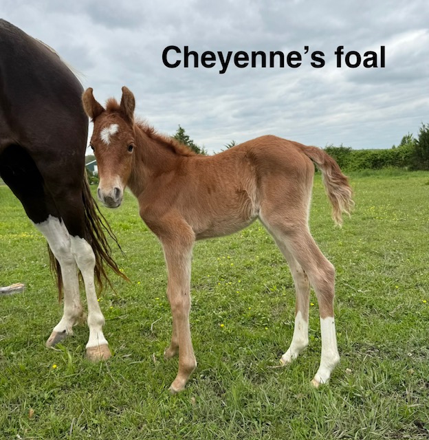 Sweet Cheyenne