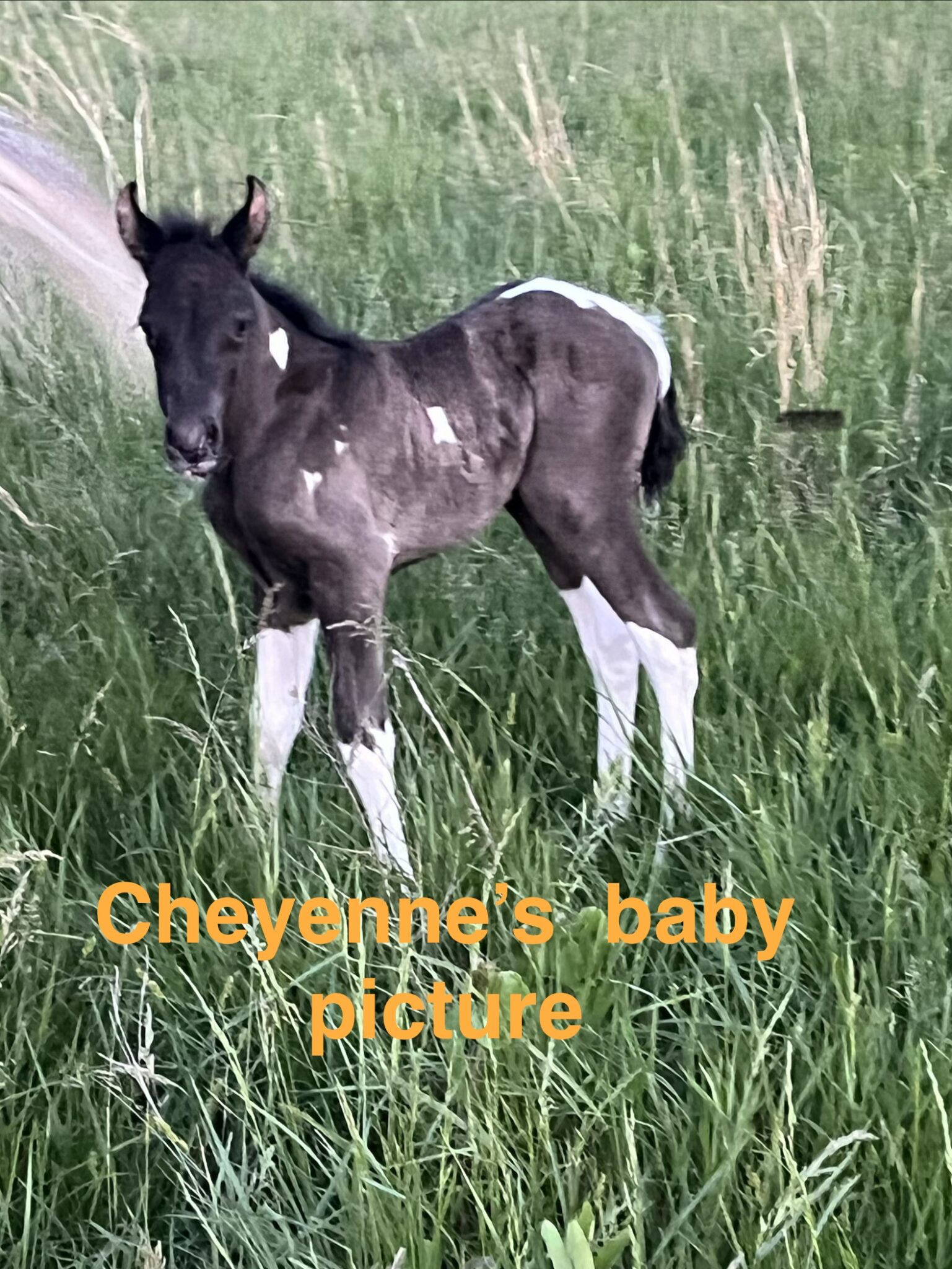 Sweet Cheyenne