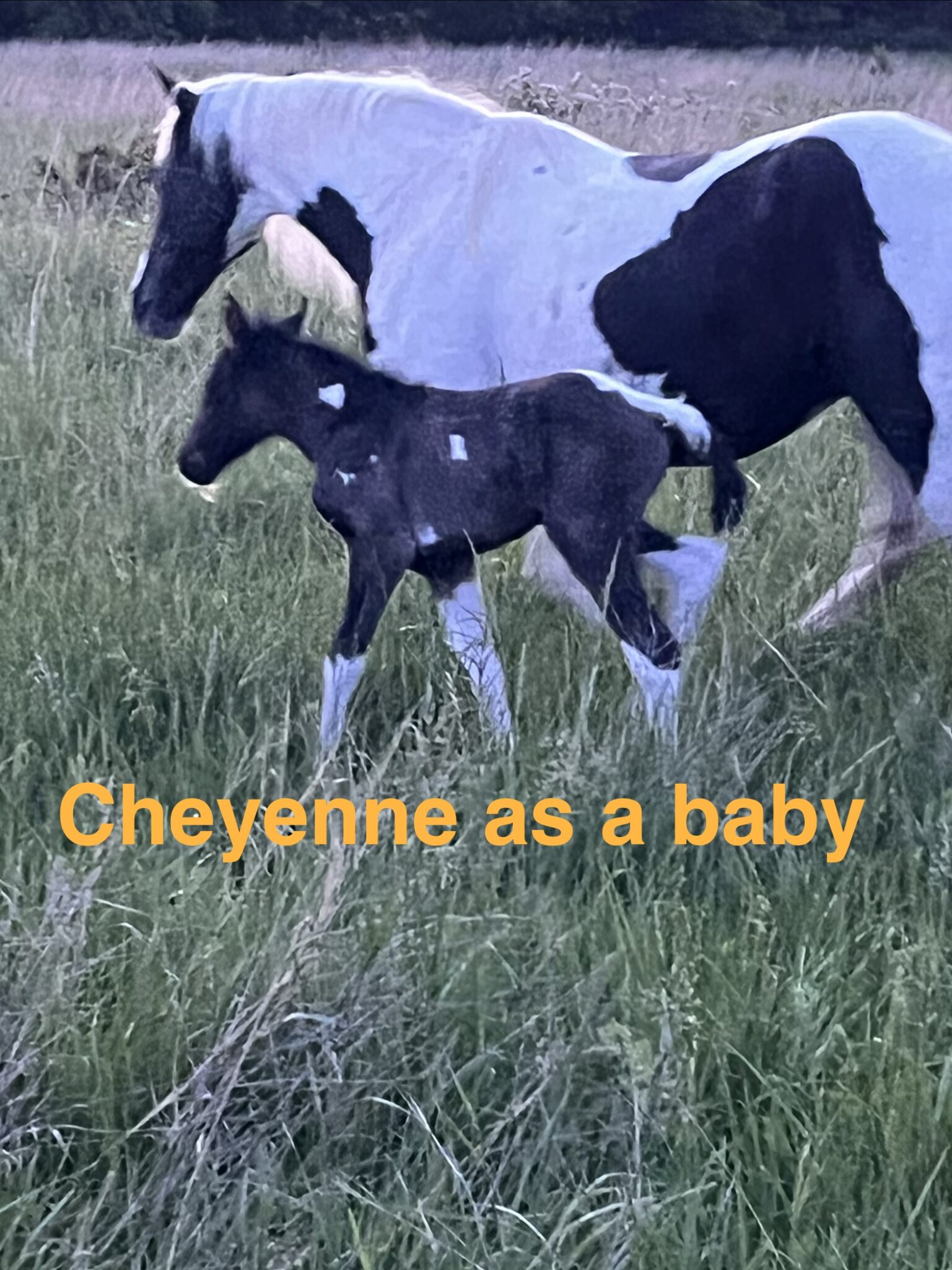 Sweet Cheyenne