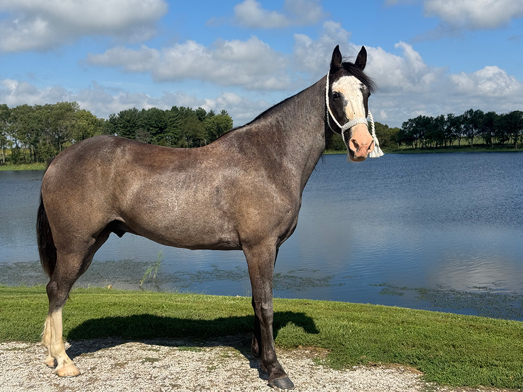 Mr. Ed
