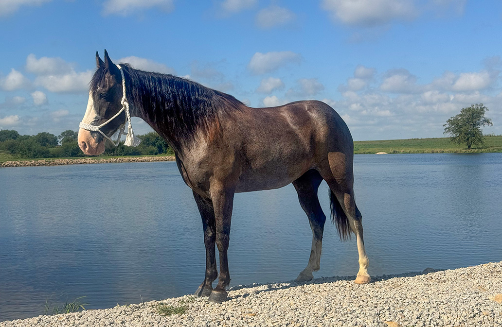 Mr. Ed