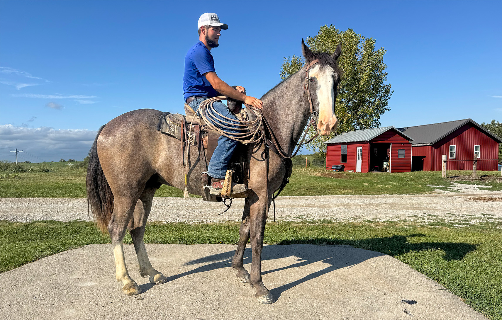 Mr. Ed