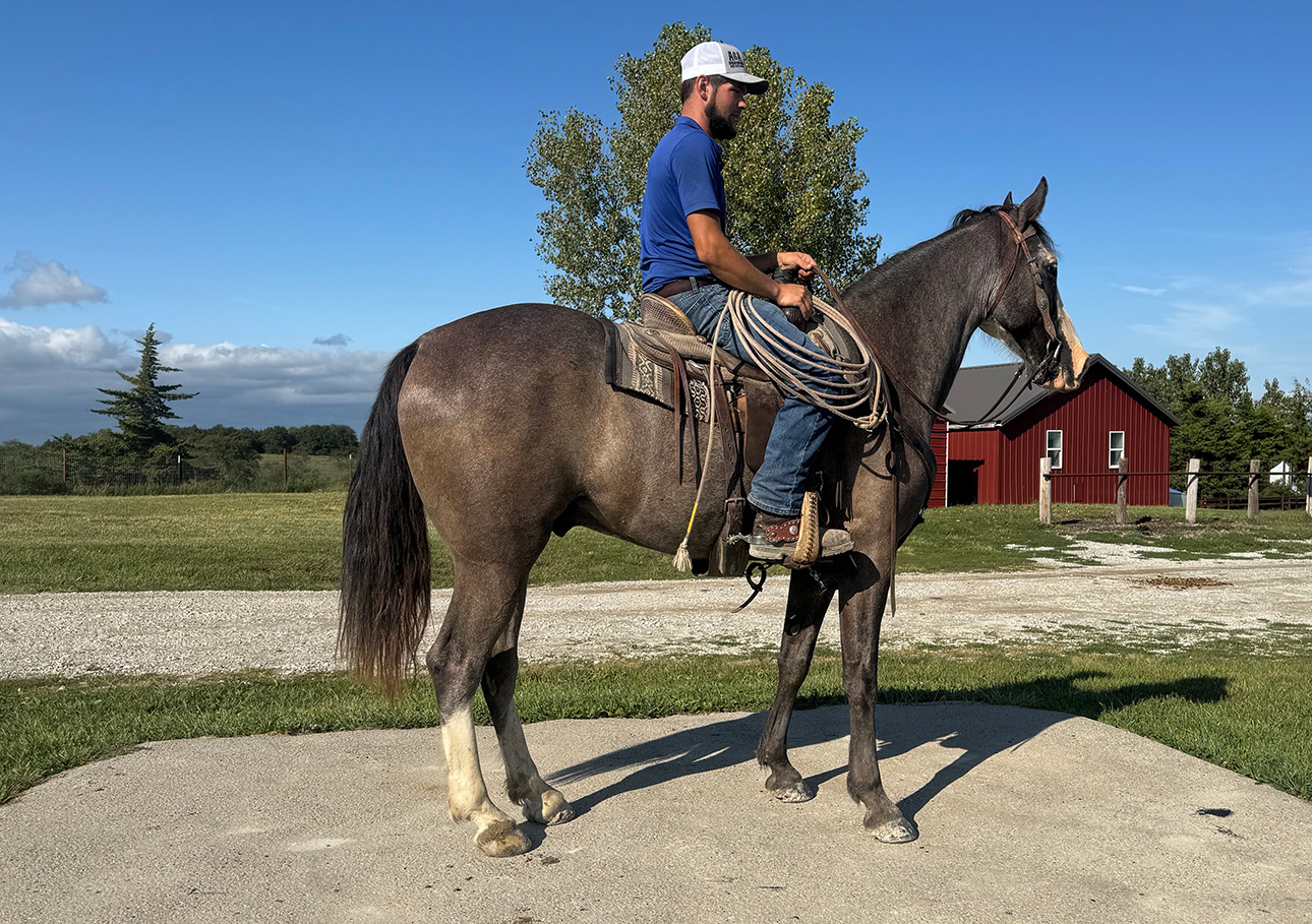 Mr. Ed