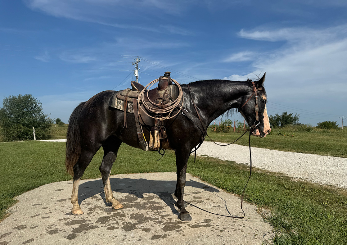 Mr. Ed