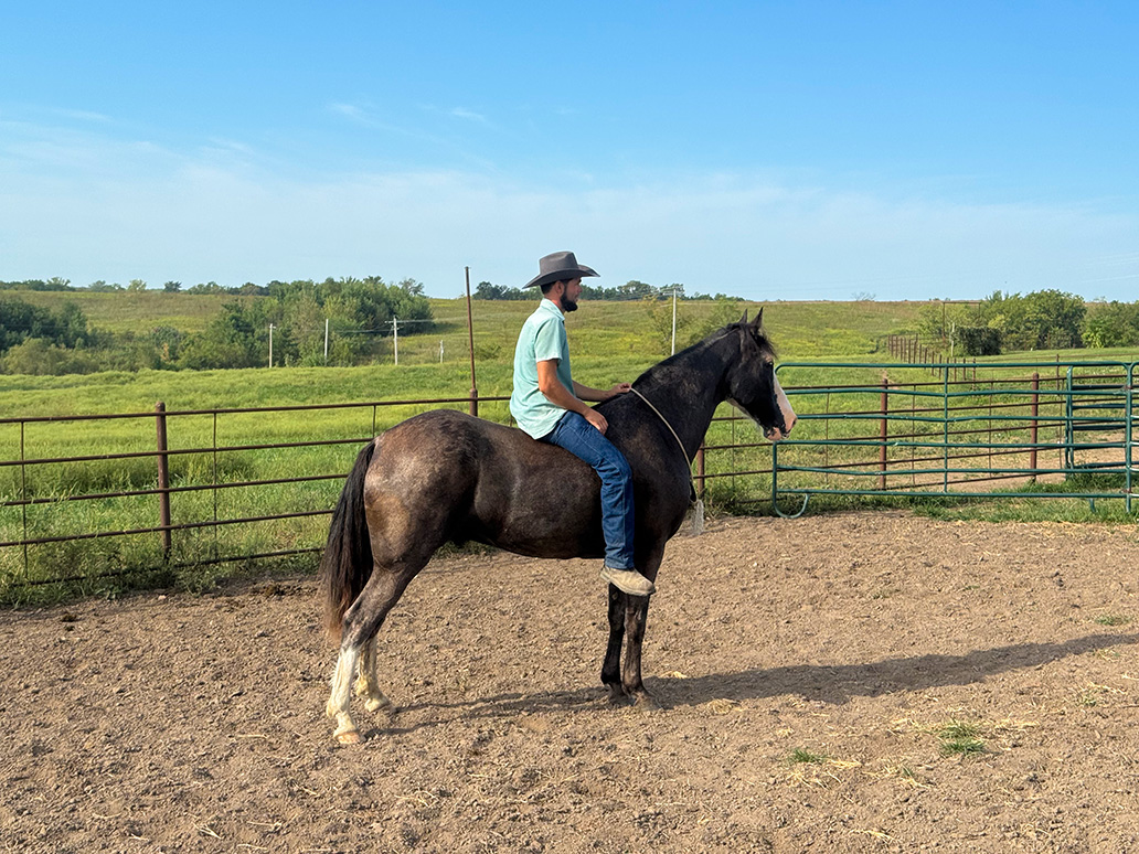 Mr. Ed