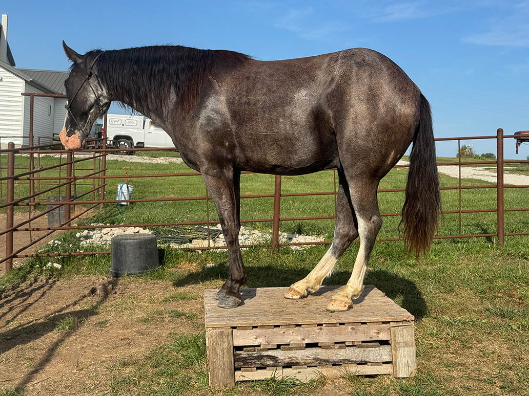 Mr. Ed