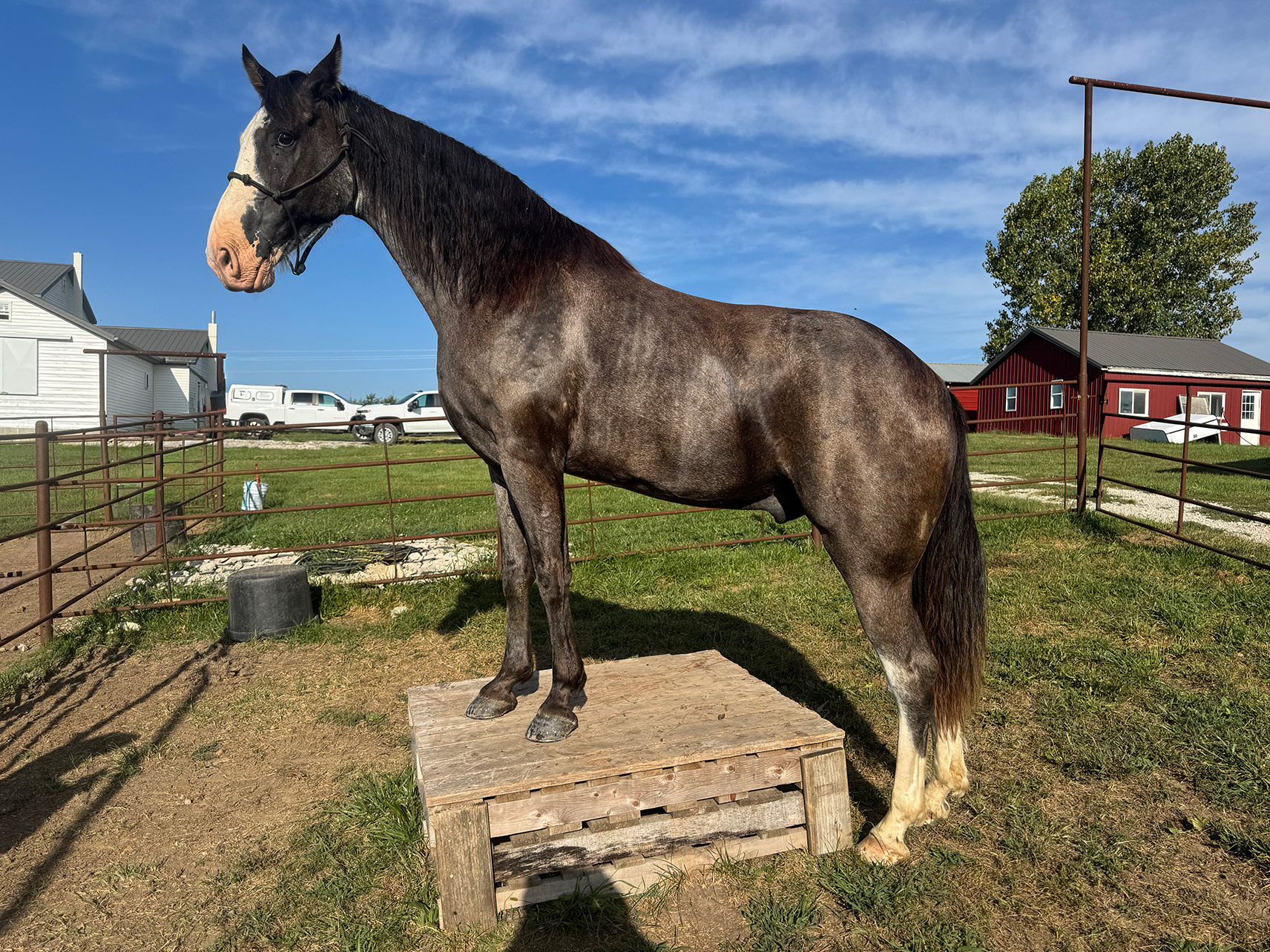 Mr. Ed