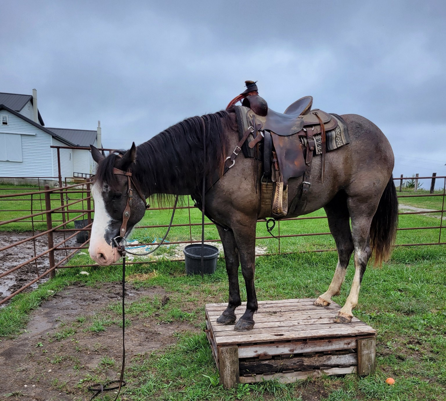 Mr. Ed