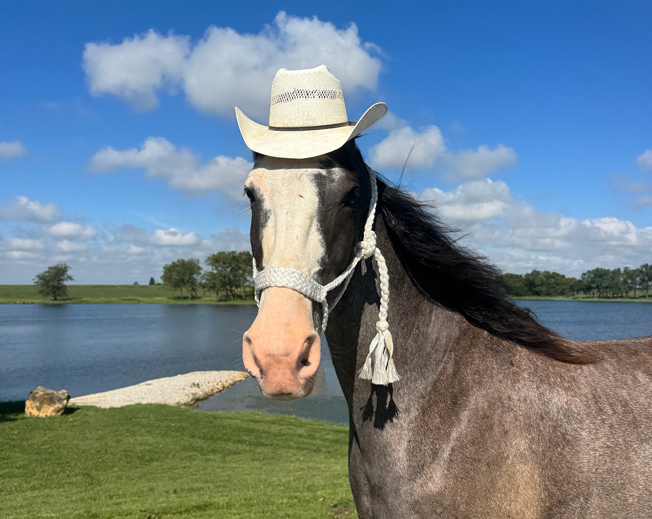 Mr. Ed