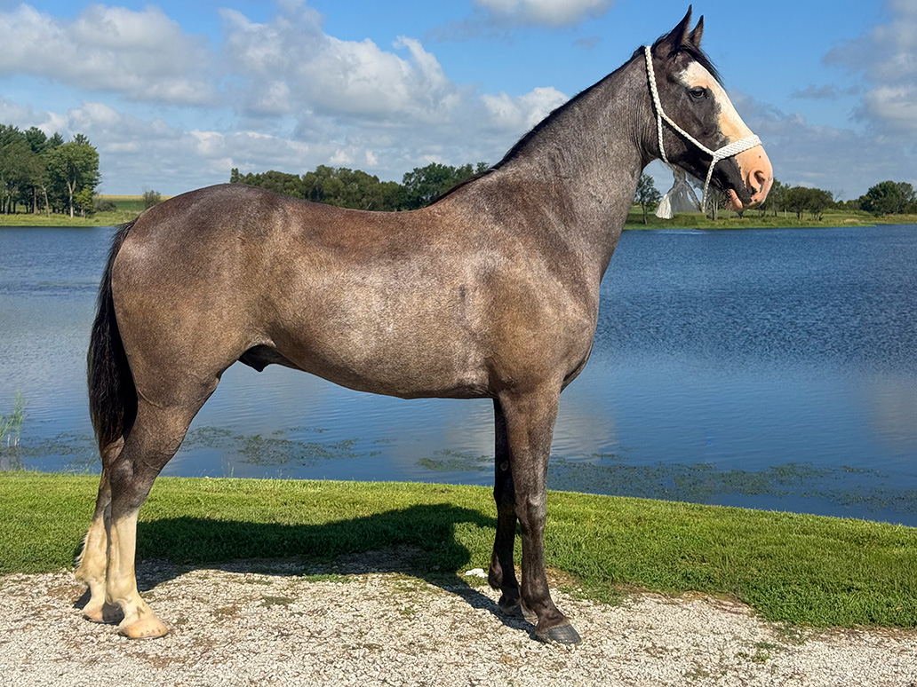 Mr. Ed