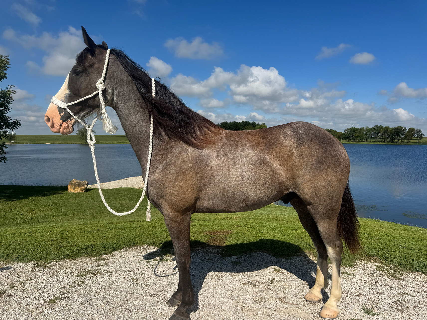Mr. Ed
