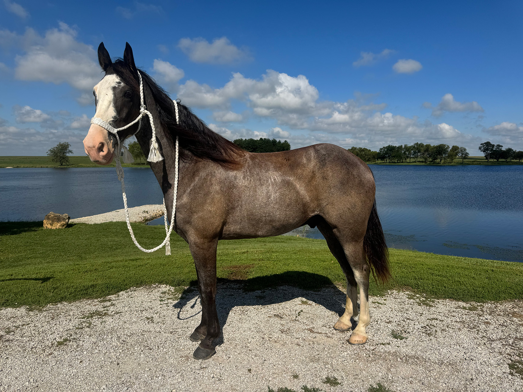 Mr. Ed