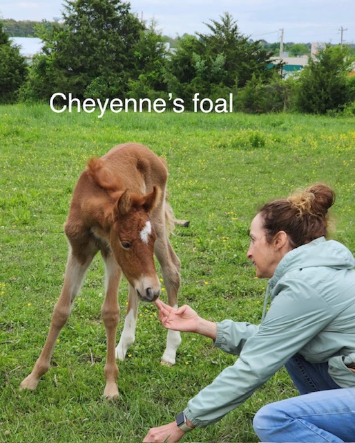 Sweet Cheyenne