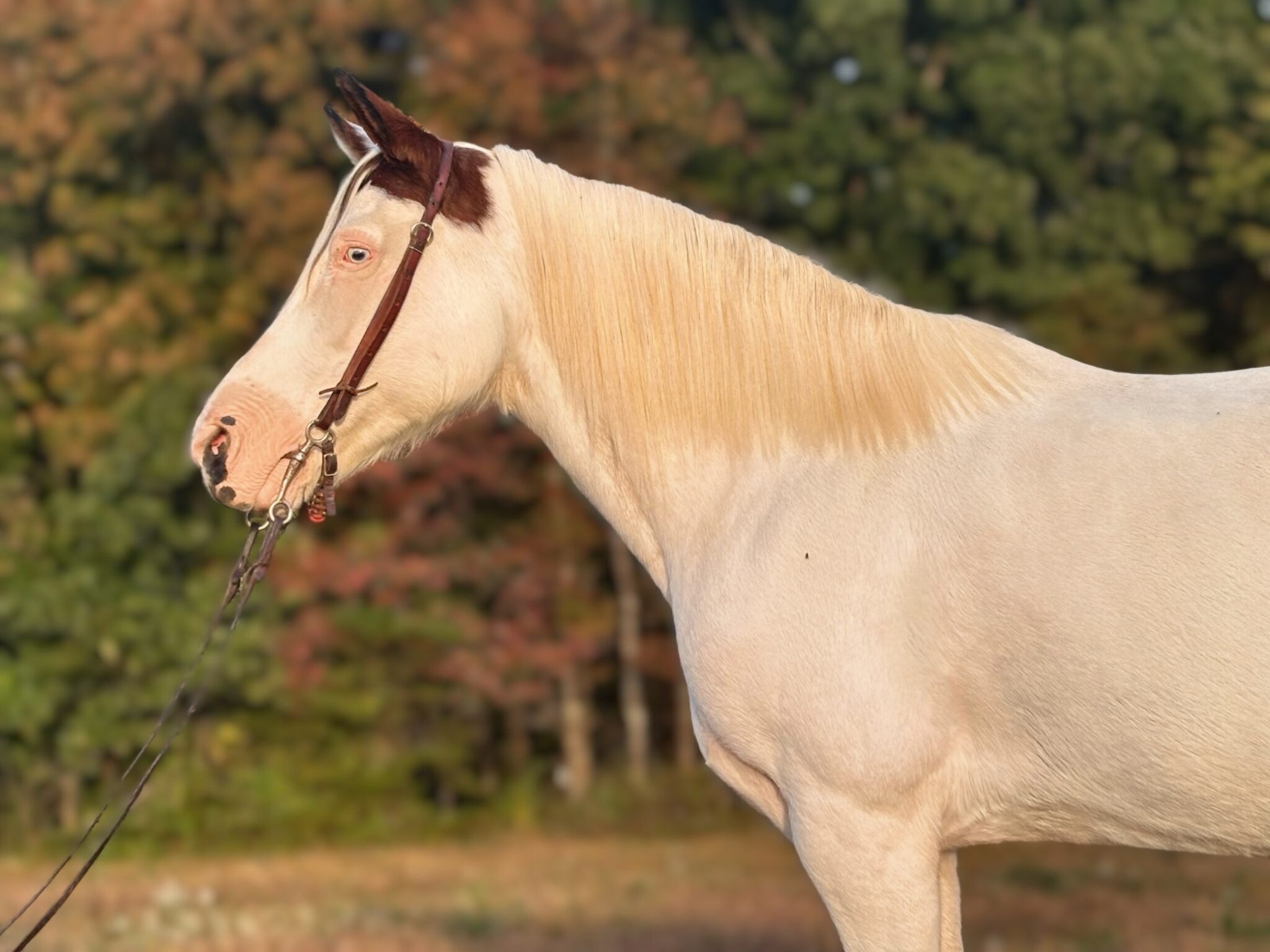 Elsa | Thehorsebay.com