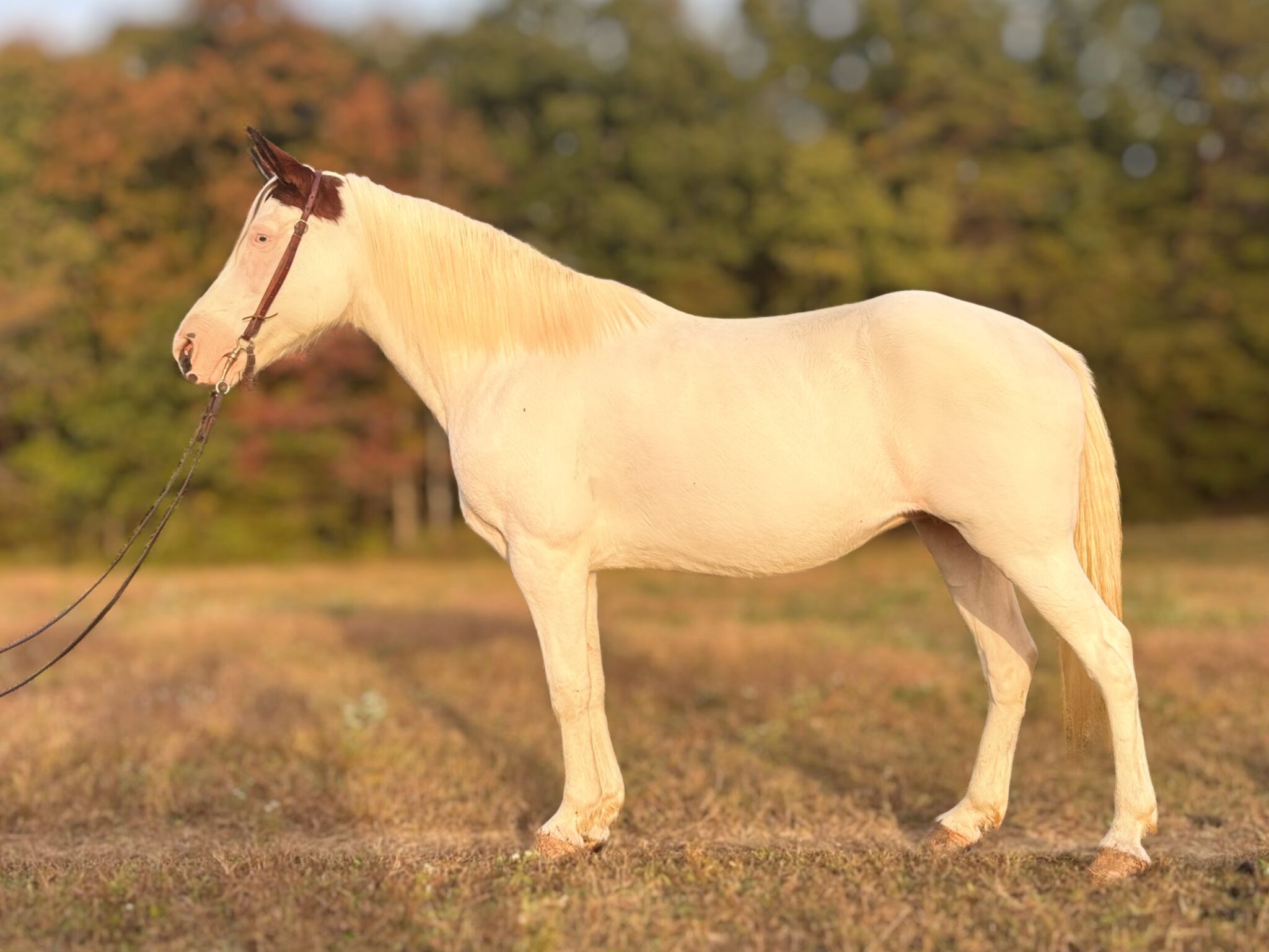 Elsa | Thehorsebay.com