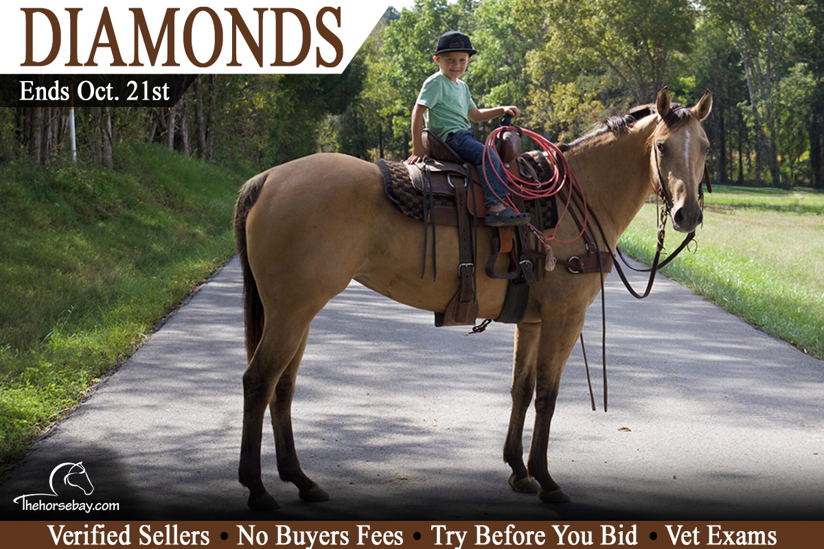 DRF DUN IT IN DIAMONDS "Diamond"