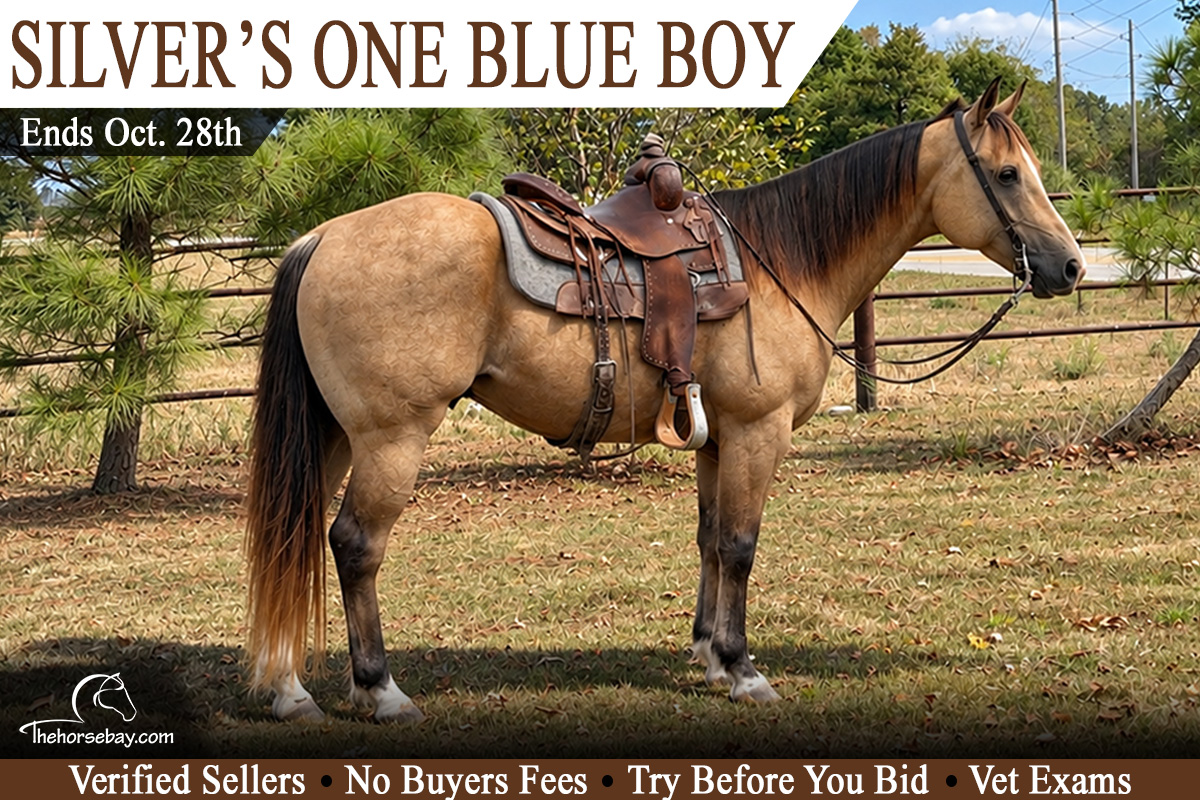 Silvers One Blue Boy